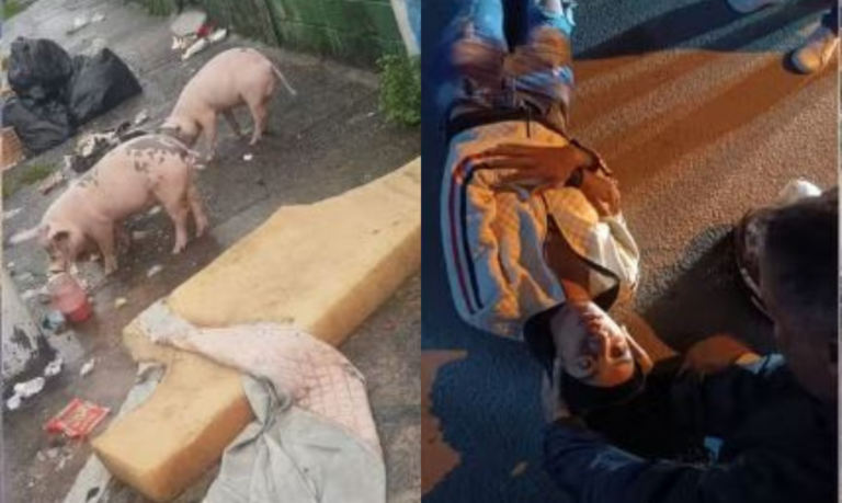 “Cuidado! Porco na pista!”: Animal solto na rua em São Vicente causa acidente grave de moto