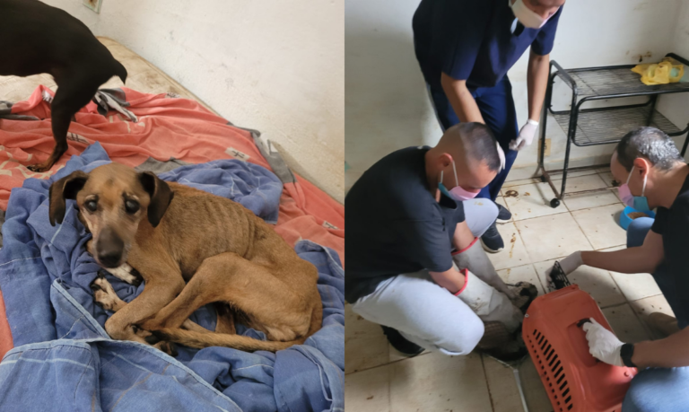 “Protegia quem?”: Suposta protetora de animais é presa e multada em R$ 117 mil por maus tratos à 39 cães e gatos