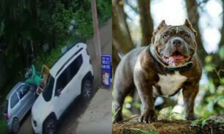Quadrilha rouba casa de veraneio, leva até cachorro da família e atropela entregador de gás durante fuga; VÍDEO