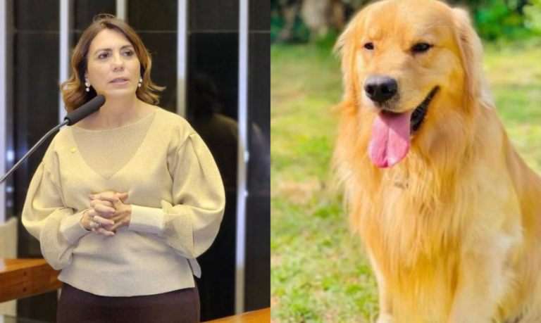 Projeto que protege pets em voo está parado no Congresso Nacional desde 2022; entenda