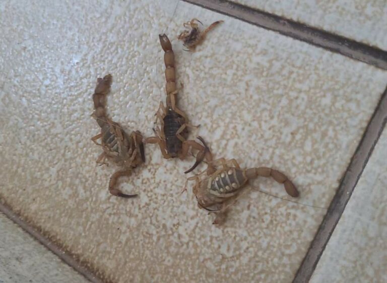 Homem joga escorpiões em funcionárias de Unidade de Saúde no interior de SP