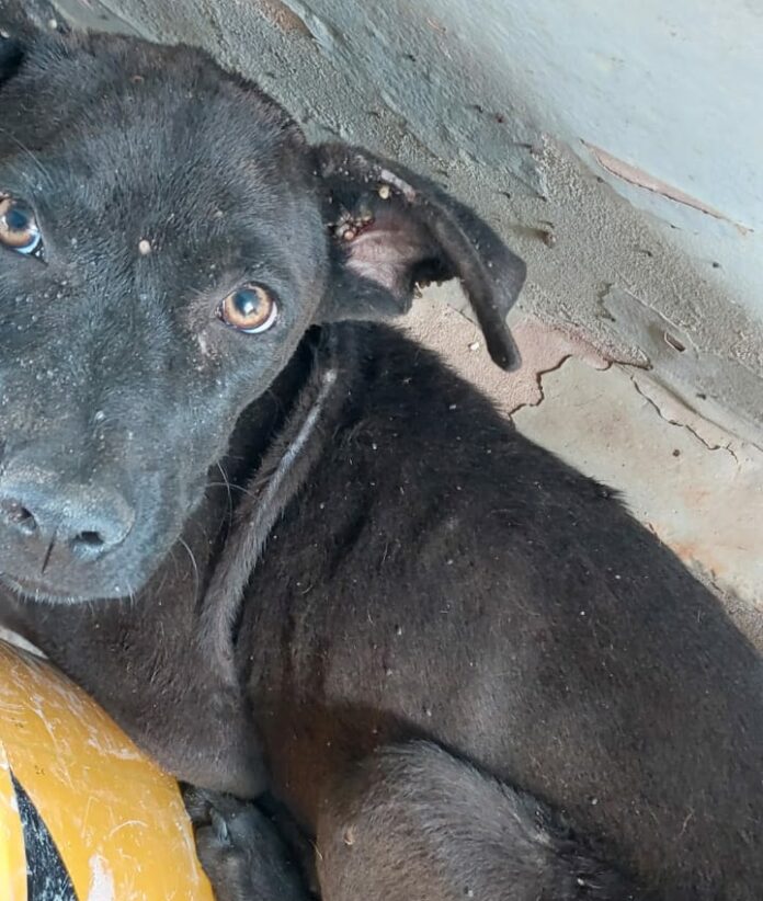 Homem é multado em 9 mil após cães