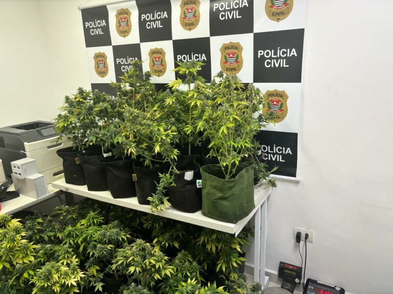 Homem é preso após tentar subornar policiais com R$11 mil ao ser flagrado com plantação de maconha