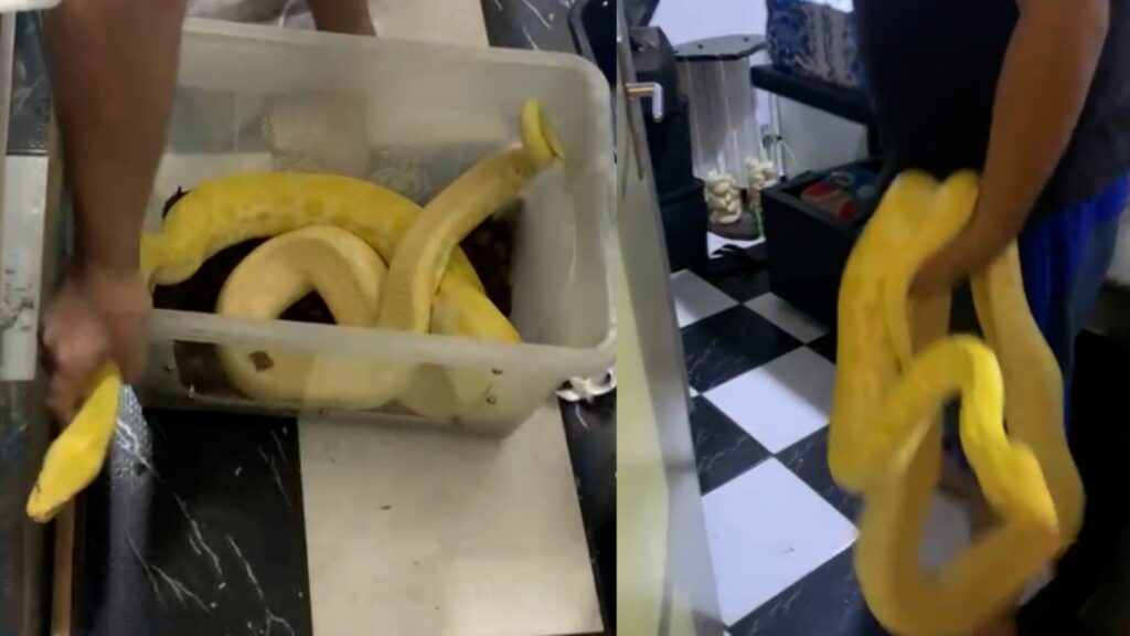 Polícia Federal apreende animais silvestres que eram vendidos ilegalmente pelas redes sociais