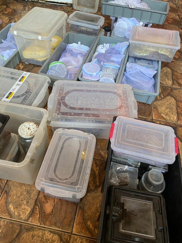 Polícia Federal apreende animais silvestres que eram vendidos ilegalmente pelas redes sociais