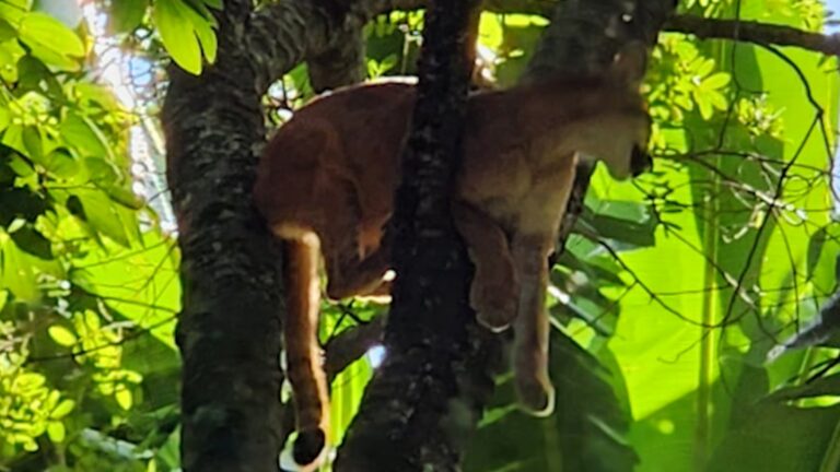 Onça é flagrada em cima de árvore por moradores do interior de SP; veja