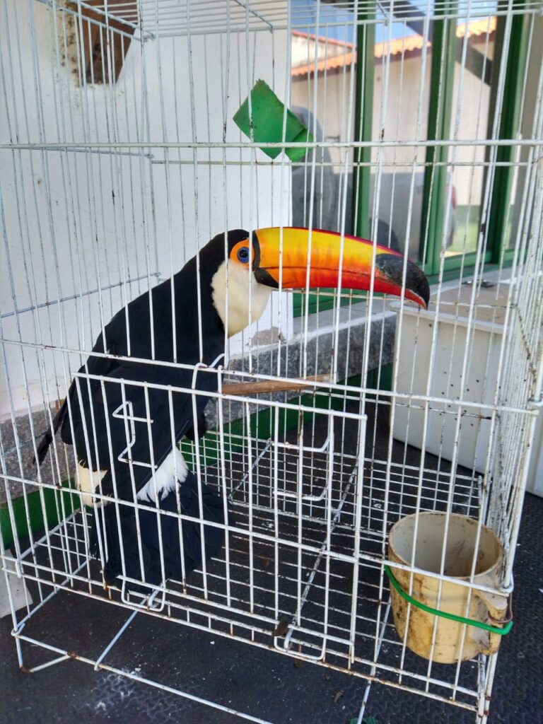 Tucano com asas cortadas morre após resgate no interior de SP