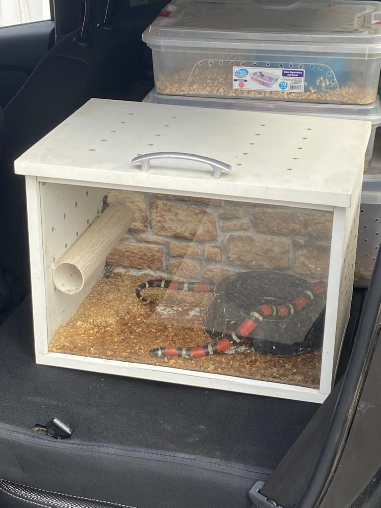 Maior traficante de serpentes da região é preso pela Polícia Civil