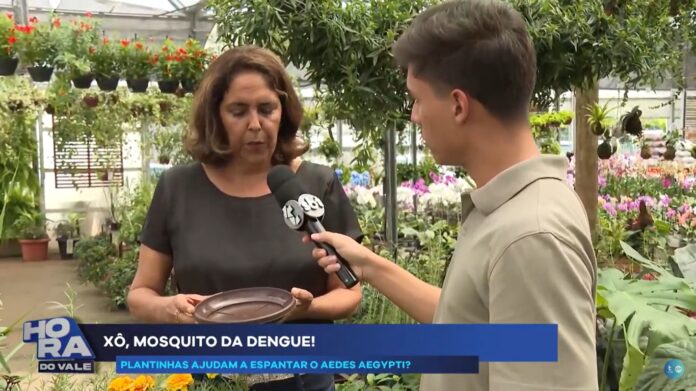 Veja quais plantas podem espantar o mosquito da dengue