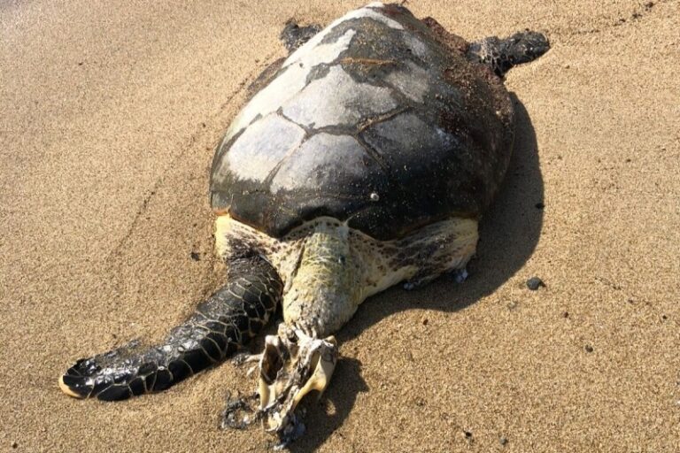 tartaruga marinha ilhabela