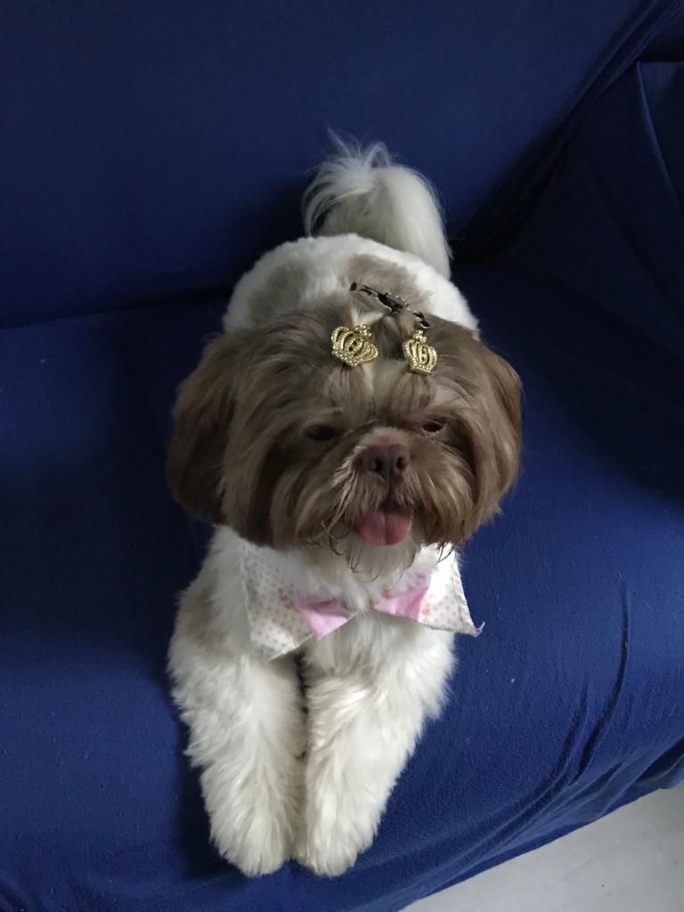 Mulher cai em golpe e perde mais de mil reais ao pagar resgate de cão desaparecido