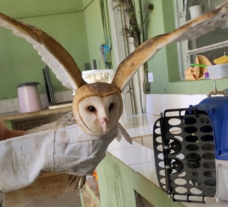 Coruja invade casa e é resgatada pela Guarda Municipal