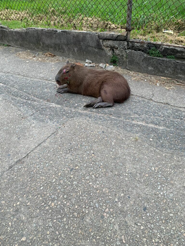 capivara ferida sjc