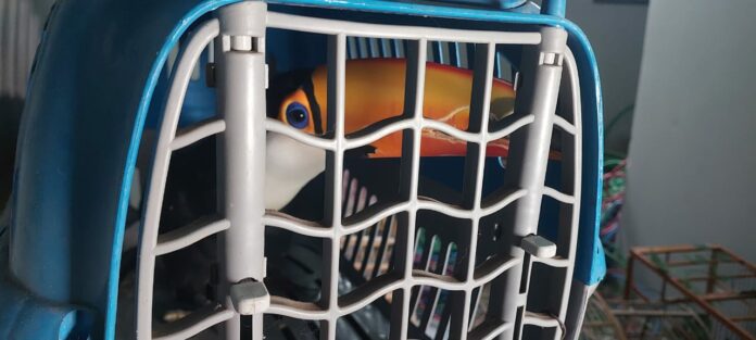 Tucano, arara e até macacos: entenda como funcionava canil clandestino Tucano, arara e até macacos: entenda como funcionava canil clandestino