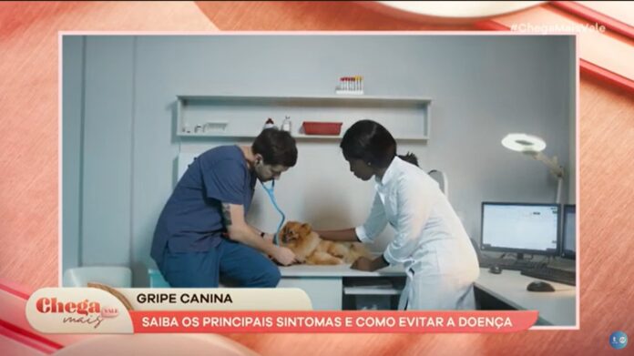 Gripe canina: aprenda a diagnosticar e lidar com os sintomas
