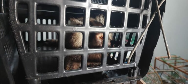 Veterinário preso por canil clandestino é solto em audiência de custódia