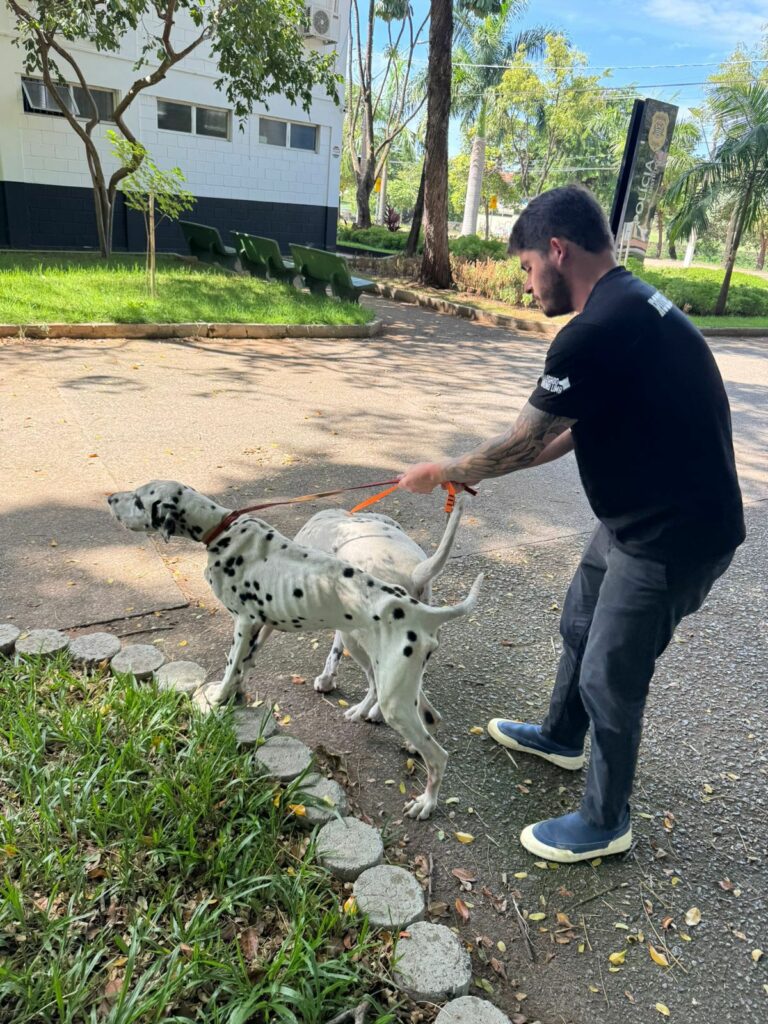 Dálmatas são resgatados em situação de maus-tratos