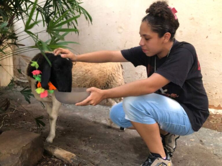 Ovelha fugitiva que circulava pela cidade é recuperada pelos donos em Araçatuba