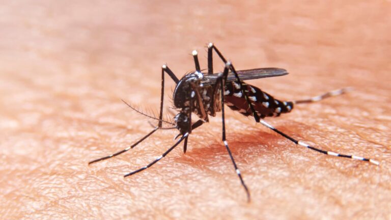 Campinas confirma mais 3 mortes por dengue e atinge recorde