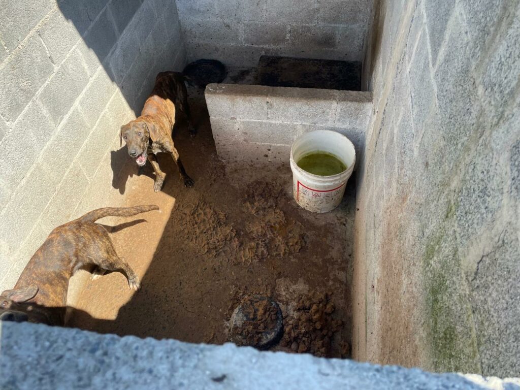 maus-tratos cães sjc