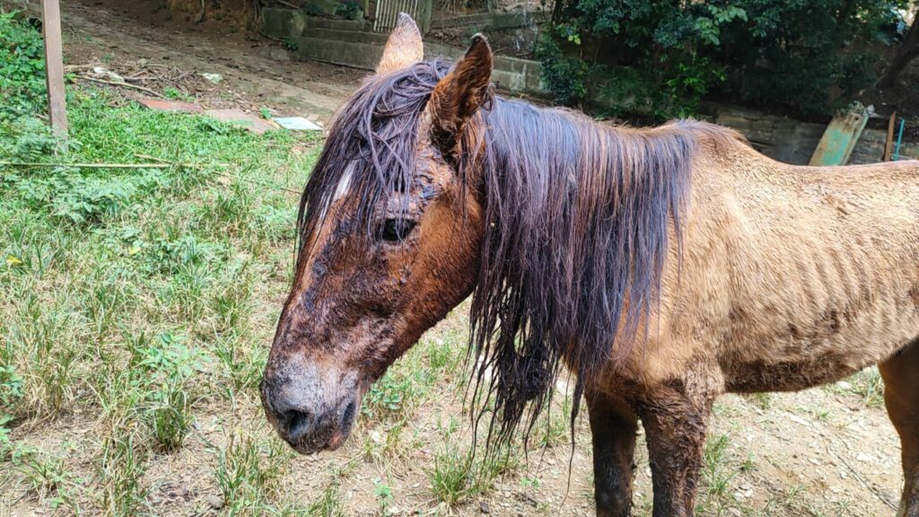 Mulher é multada por maus-tratos contra cavalo que alimentava Coca-Cola