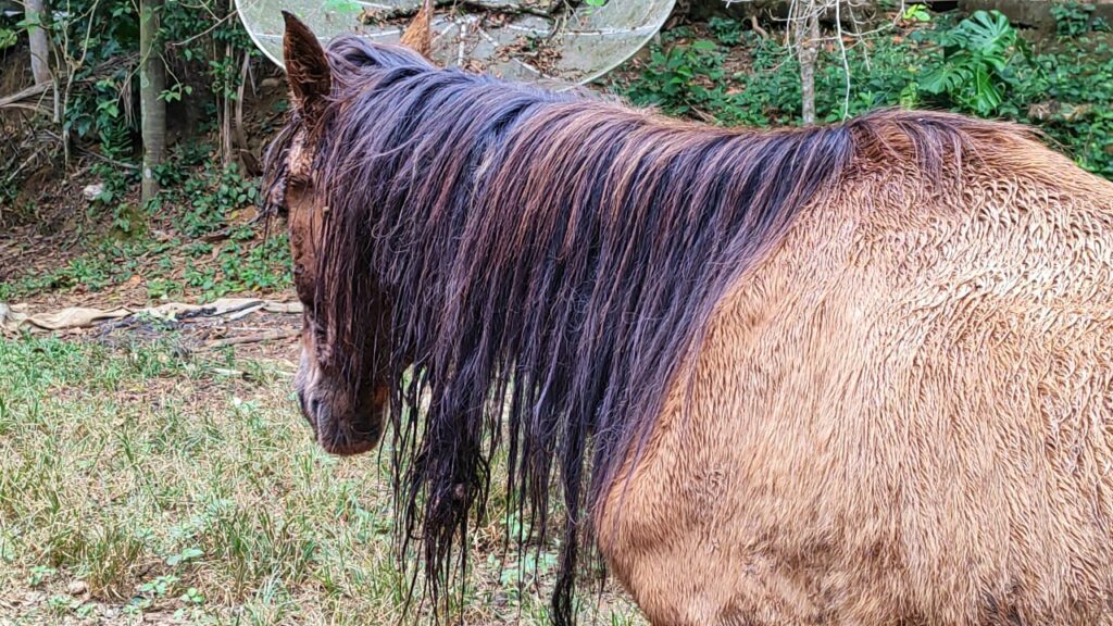 Mulher é multada por maus-tratos contra cavalo que alimentava Coca-Cola