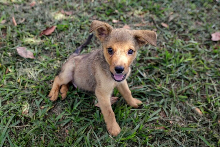 Evento “Vem pra Nove Cultural” terá feira de adoção de cães e gatos neste domingo
