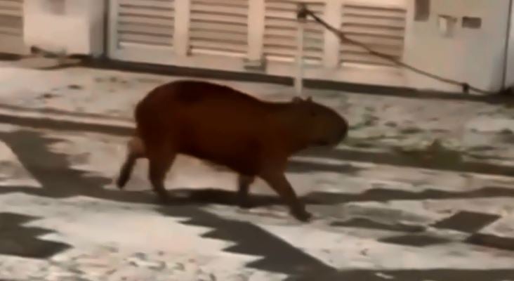 Capivara aproveita férias em Guarujá; Veja animal passeando pela cidade