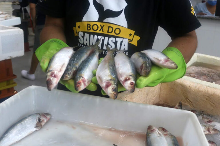 Mercado de Peixes de Santos realiza festival com sardinha a R$ 9,90