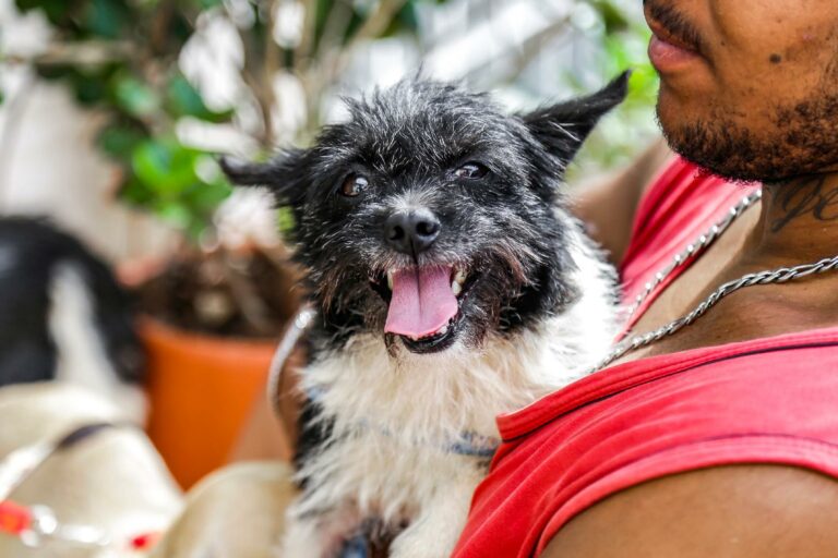 Prefeitura inicia castrações gratuitas de cães e gatos nesta terça-feira