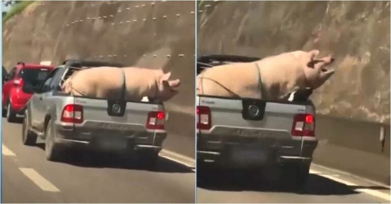 Imagens fortes: motorista transporta porco amarrado de forma irregular em rodovia de SP