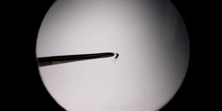 205 mortes por dengue no vale do paraíba