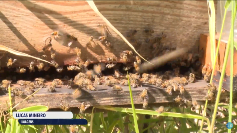 Conheça como funciona a produção de mel no quadro Thathi no Campo