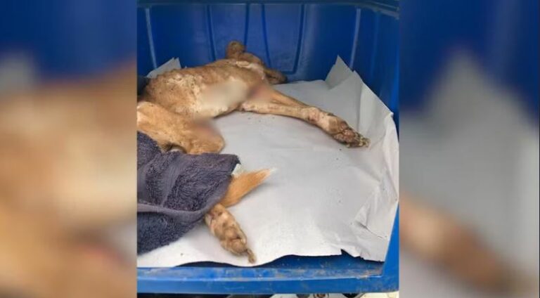 Tutor é multado em R$ 6 mil por morte de cachorra com leishmaniose em Penápolis