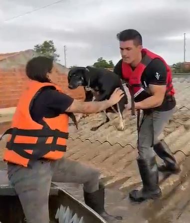 Protetores de animais da região dão apoio no Rio Grande do Sul