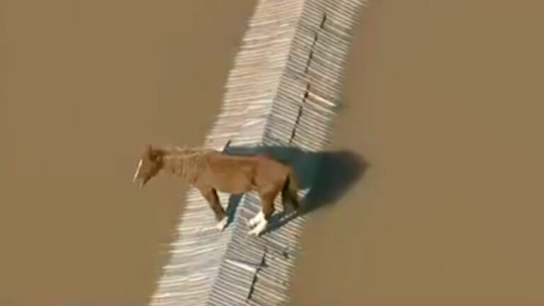 Bombeiros de SP recebem prêmio por resgate do cavalo Caramelo no Rio Grande do Sul