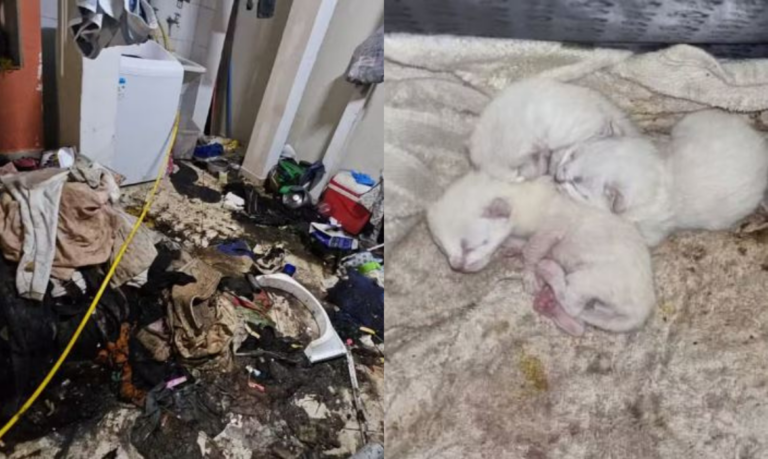 Homem desaparecido há semanas é preso por maus-tratos à 17 animais, um deles já estava morto; VÍDEO