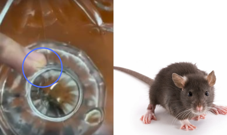 Família precisa tomar remédio para leptospirose após tomar refrigerante com pelos de rato