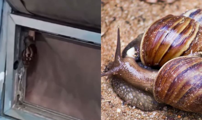 Caramujos são encontrados em escola de Praia Grande e preocupa pais de alunos devido ao risco de doenças