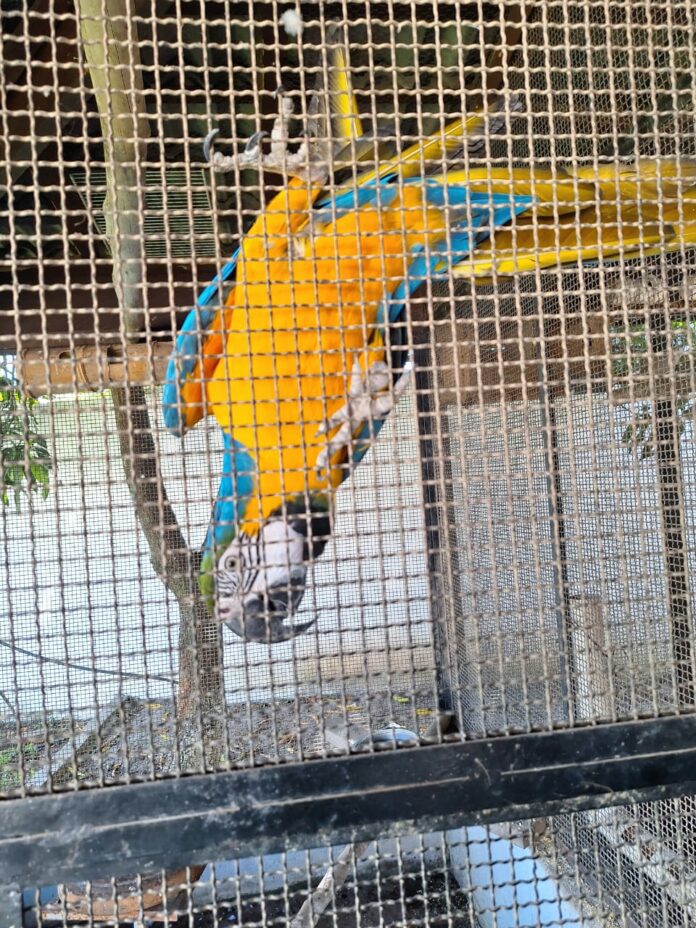 PM Ambiental resgata um cão e cinco aves no interior de SP