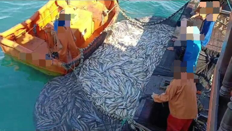 Polícia Ambiental apreende 33 toneladas de pescados no Litoral Norte