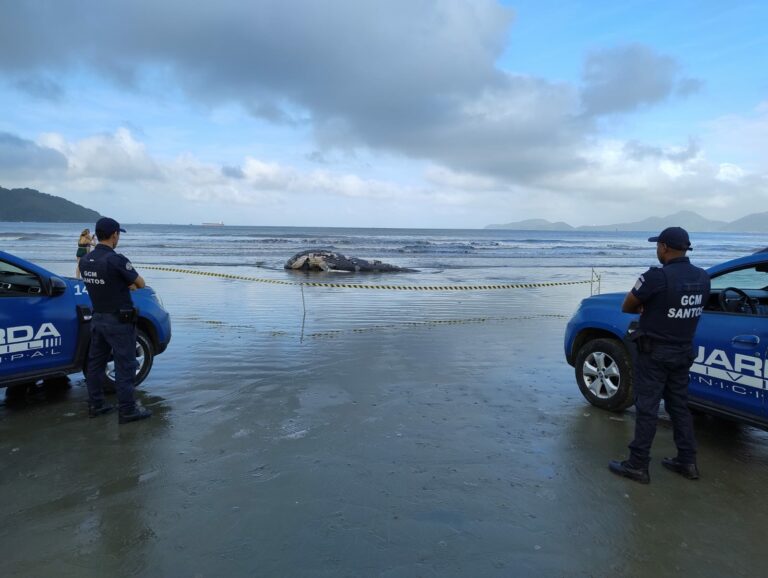 Baleia é encontrada morta em praia de Santos; VÍDEO