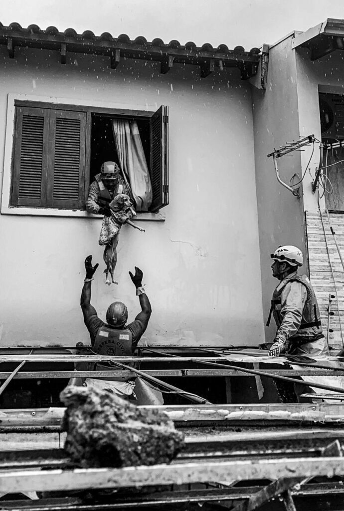 Veterinários de Taubaté adotam cães resgatados das enchentes de Canoas/RS