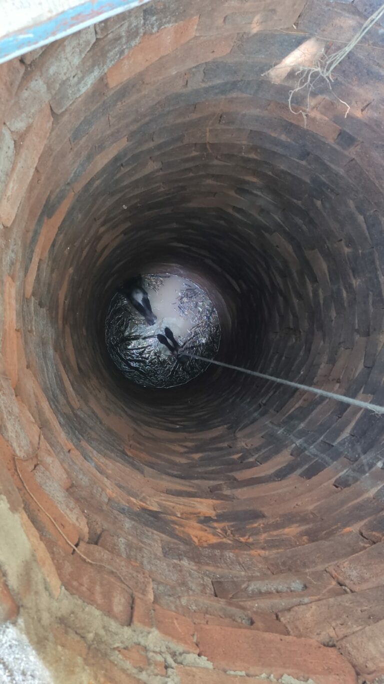 Cavalo é resgatado pelos bombeiros após cair em poço