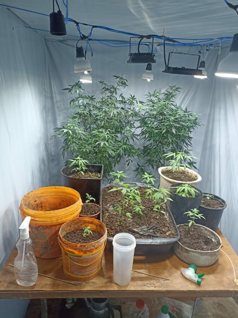 cultivar maconha caraguá