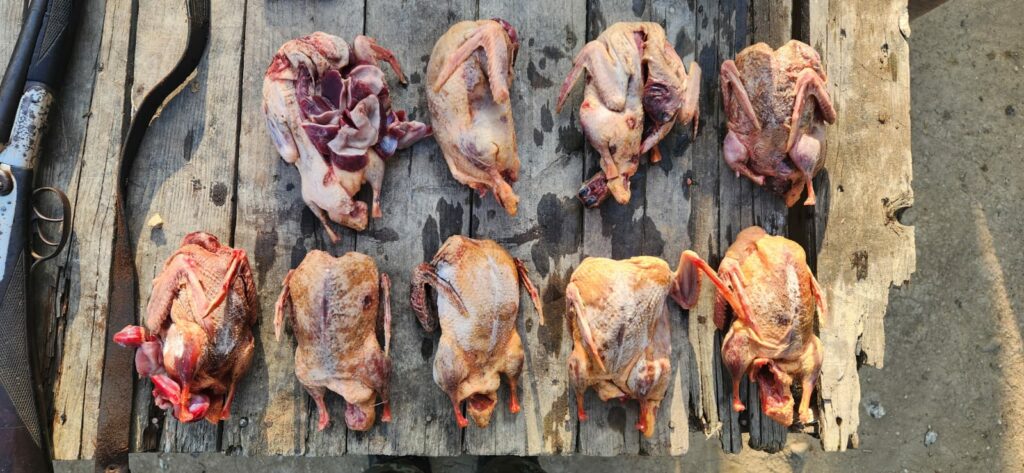 Homem é multado por armazenar aves silvestres abatidas em caça