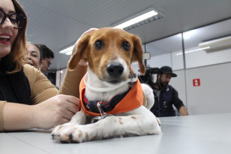 Prefeitura de Araçatuba lança campanha “Fora Leish” para combate à Leishmaniose