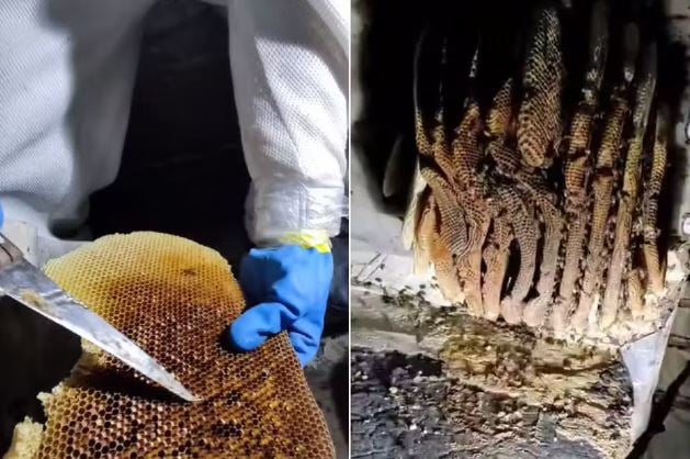 Funcionário é atacado por abelhas e pula de telhado em Guarujá; VÍDEO