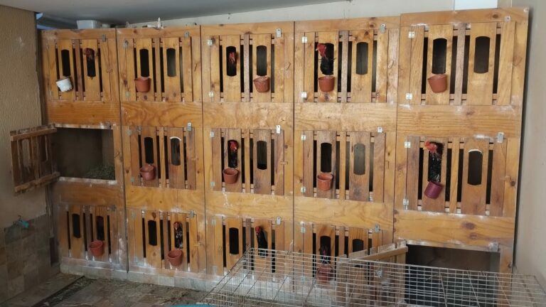 Polícia Ambiental encontra arena de rinha de galo em Hortolândia