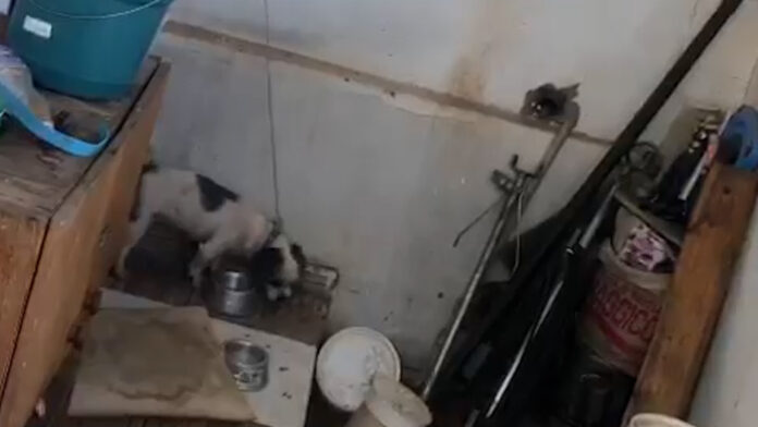 Homem é preso em flagrante por maus tratos; cachorro estava preso por corda